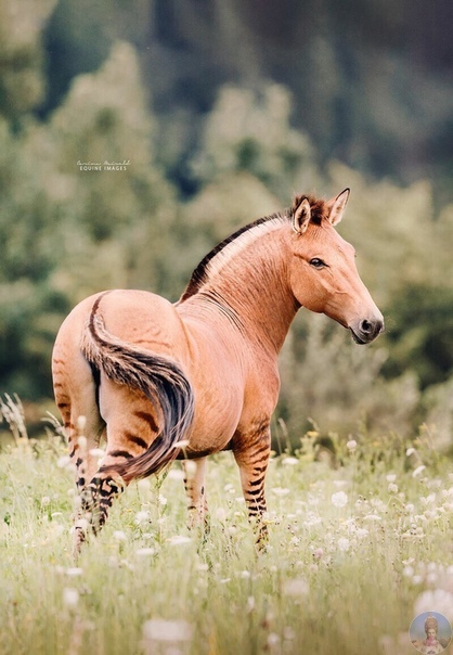 Зебролошадь - это гибрид лошади и зебры, встречается довольно редко - лишь в некоторых зоопарках